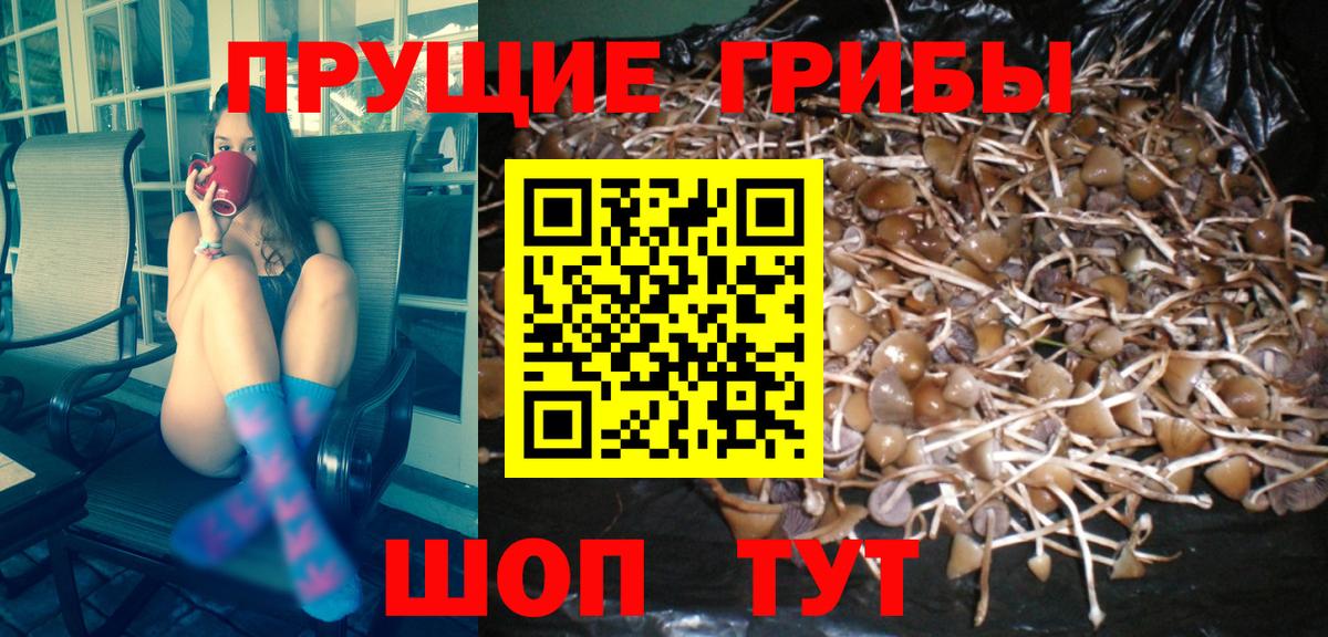 Псилоцибиновые грибы прущие грибы Трёхгорный